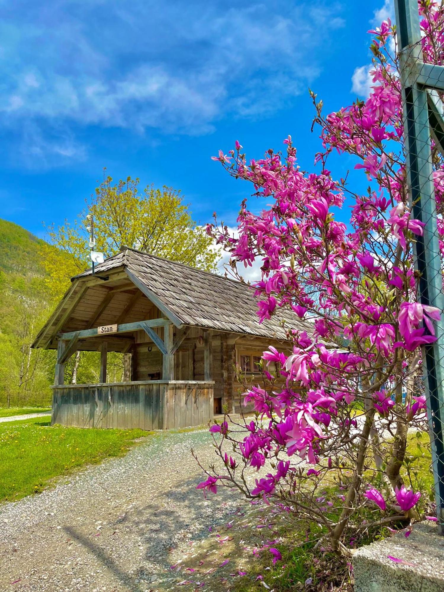Camping Danica Cottage Stan Bohinj Eksteriør bilde